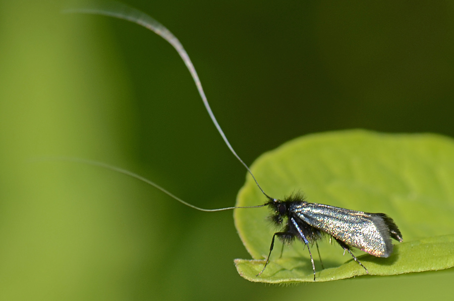 Microlepidottero da id.